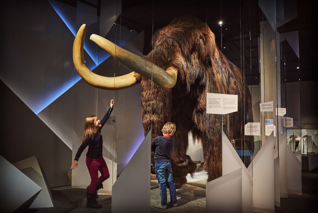 Mammut på fjellmuseet